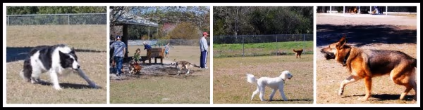 17th Street Paw Park photo 1